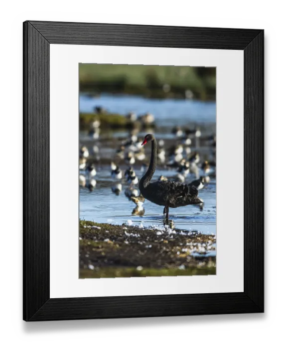 Framed Print : Black Swan, Cygnus atratus, bird on winter marshes