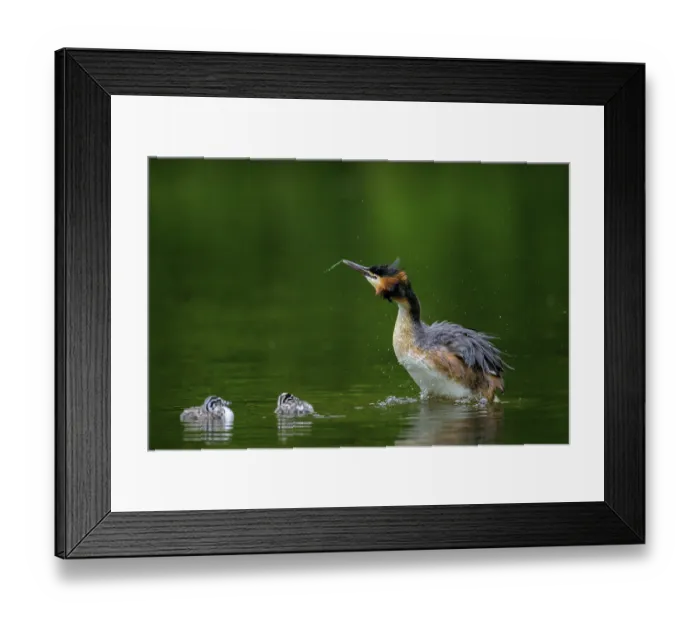 Framed Print : Great Crested Grebe (Podiceps cristatus) shaking off water while two chicks look Framed Print : Great Crested Grebe (Podiceps cristatus) shaking off water while two chicks look