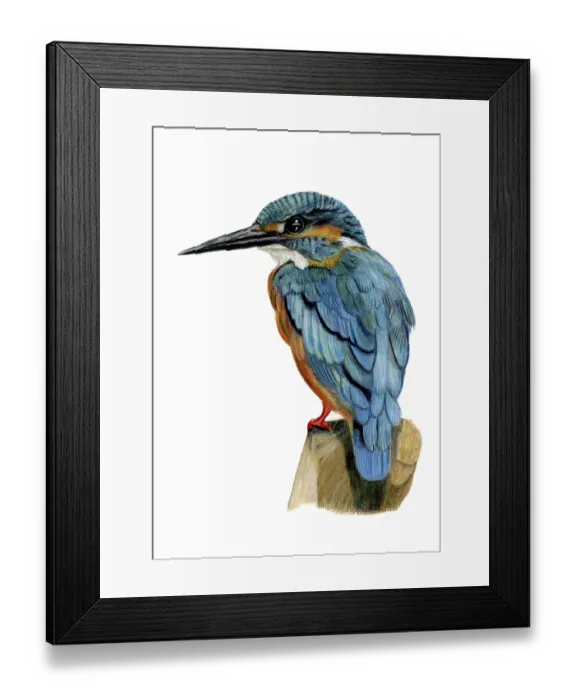 Framed Print : Coloured pencil drawing of a kingfisher standing on a branch looking to the left