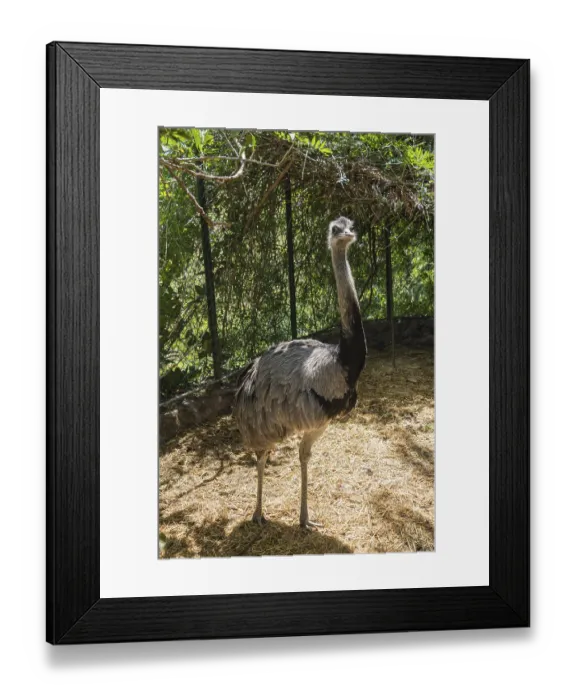 Framed Print : Greater Rhea (Rhea americana), captive