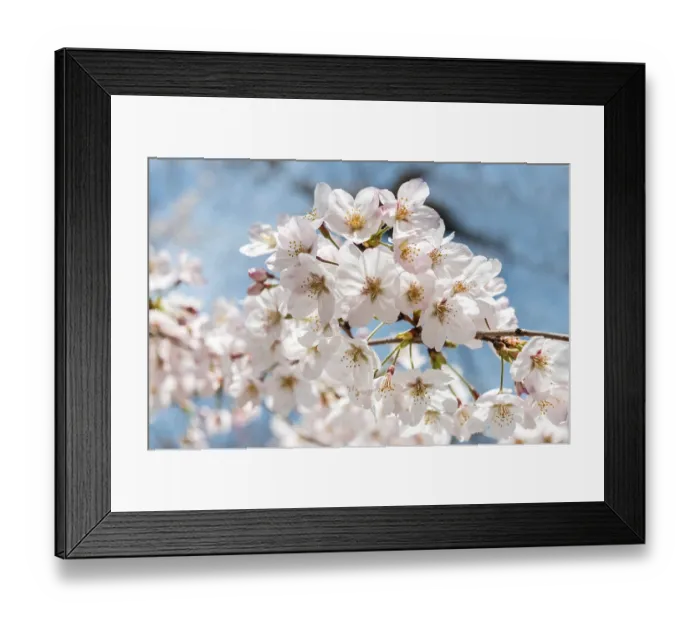 Framed Print : Cherry blossoms, Tokyo, Japan, Asia Framed Print : Cherry blossoms, Tokyo, Japan, Asia