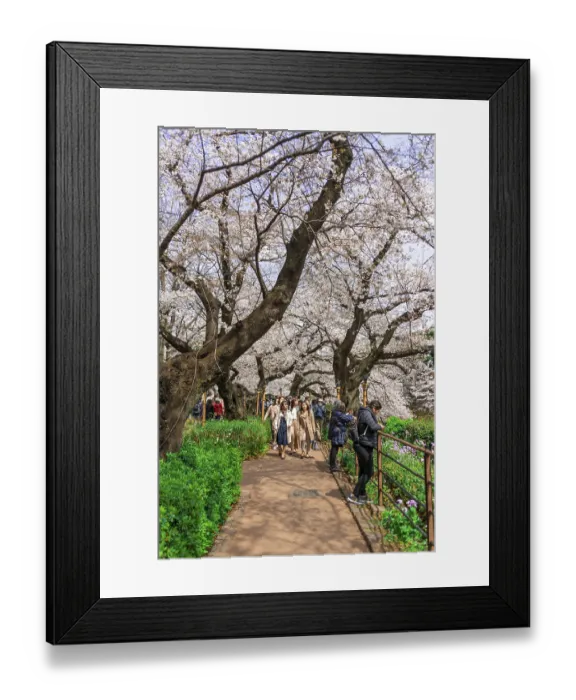 Framed Print : Tourists and Japanese under blossoming cherry trees