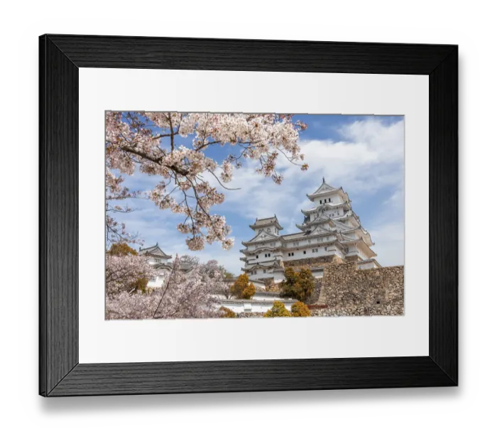 Framed Print : Blossoming cherry trees, Japanese cherry blossom Framed Print : Blossoming cherry trees, Japanese cherry blossom