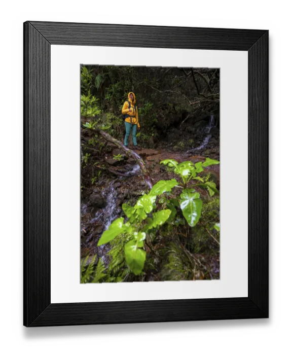 Framed Print : Hikers on a path in the forest Framed Print : Hikers on a path in the forest