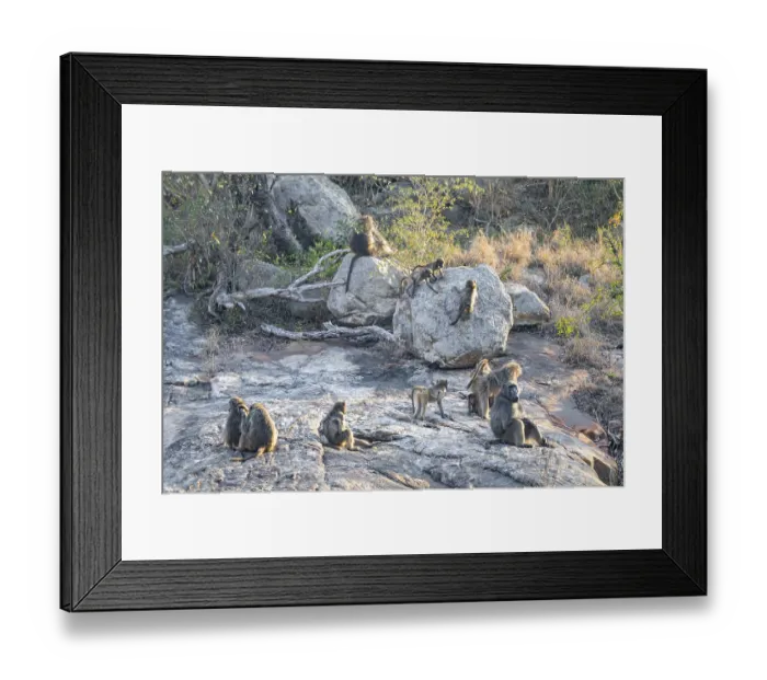 Framed Print : Bear baboons (Papio ursinus), group on stones on the riverbank
