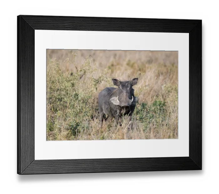 Framed Print : Common warthog (Phacochoerus africanus) in tall dry grass
