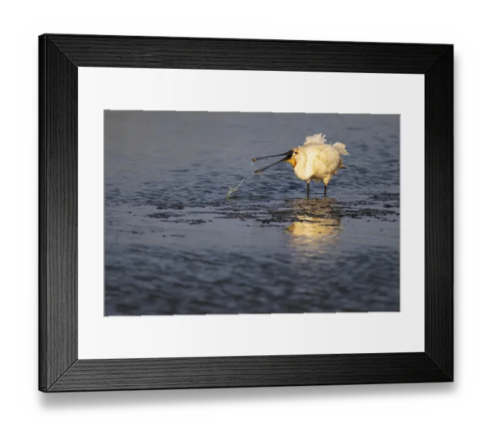 Framed Print : Eurasian spoonbill (Platalea leucorodia)