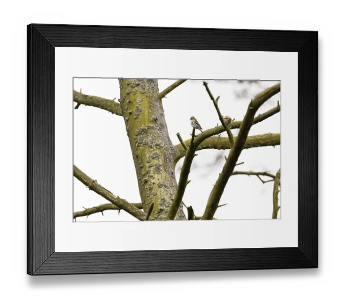 Framed Print : Eurasian siskin (Spinus spinus)