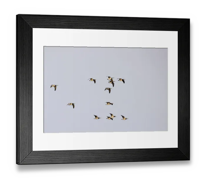 Framed Print : Barnacle goose (Branta leucopsis) or Barnacle Goose Framed Print : Barnacle goose (Branta leucopsis) or Barnacle Goose