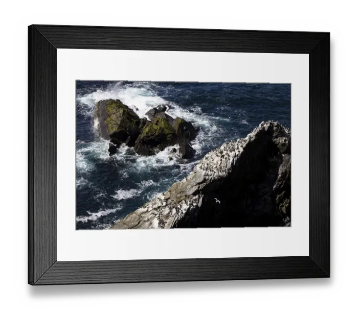Framed Print : Herring Gull (Larus argentatus) flying in front of rocks with breeding colony of Guillemot (Uria aalge)