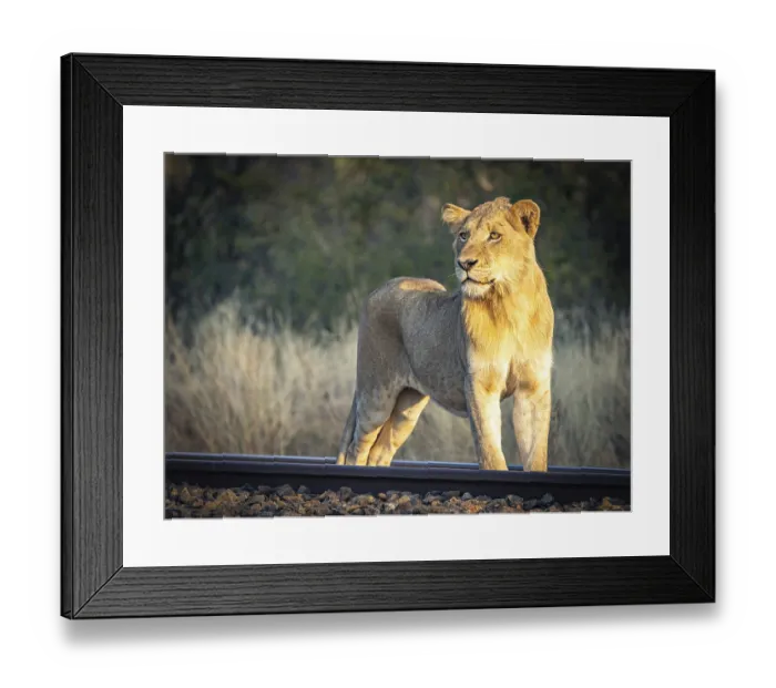 Framed Print : Young male lion (Panthera leo) standing on railway track