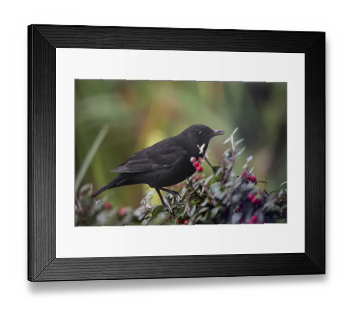 Framed Print : Blackbird (Turdidae) on the berries of a cotoneaster (Cotoneaster)