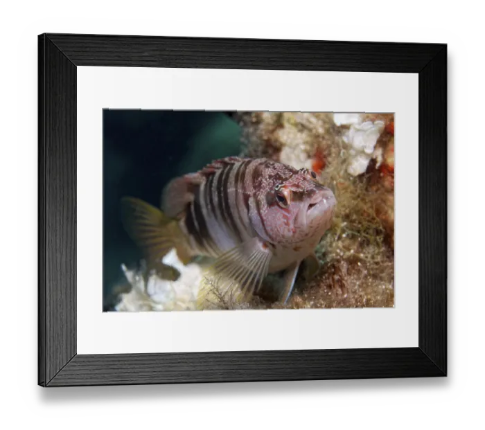 Framed Print : Painted comber (Serranus scriba) Framed Print : Painted comber (Serranus scriba)