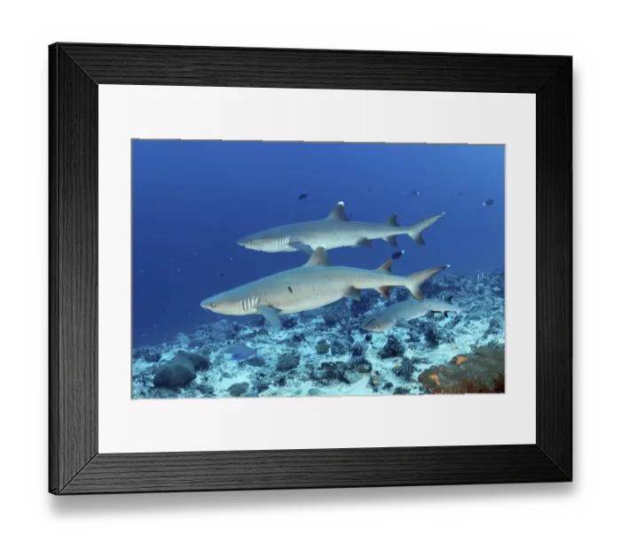 Framed Print : Three Whitetip reef sharks (Triaenodon obesus)