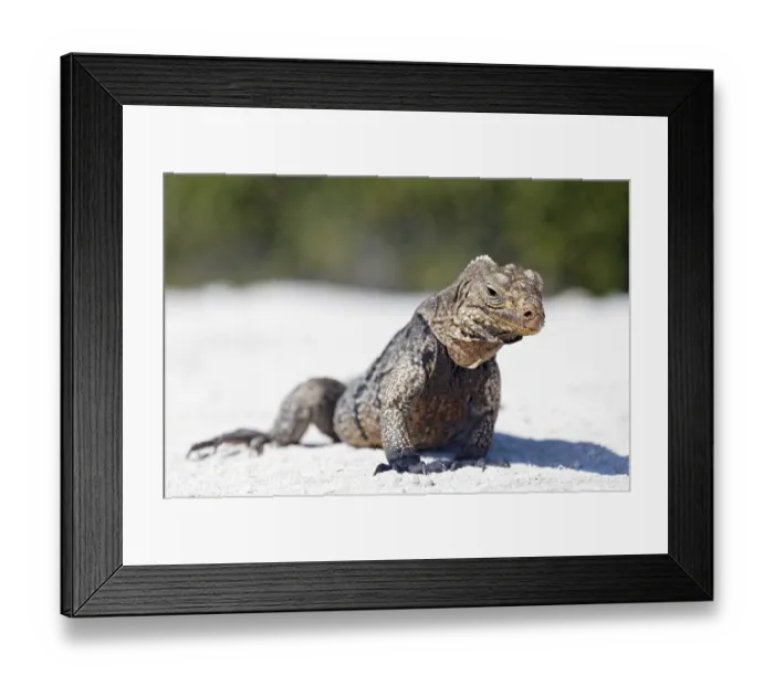 Framed Print : Green iguana (Iguana iguana) on the beach of Anclita Framed Print : Green iguana (Iguana iguana) on the beach of Anclita