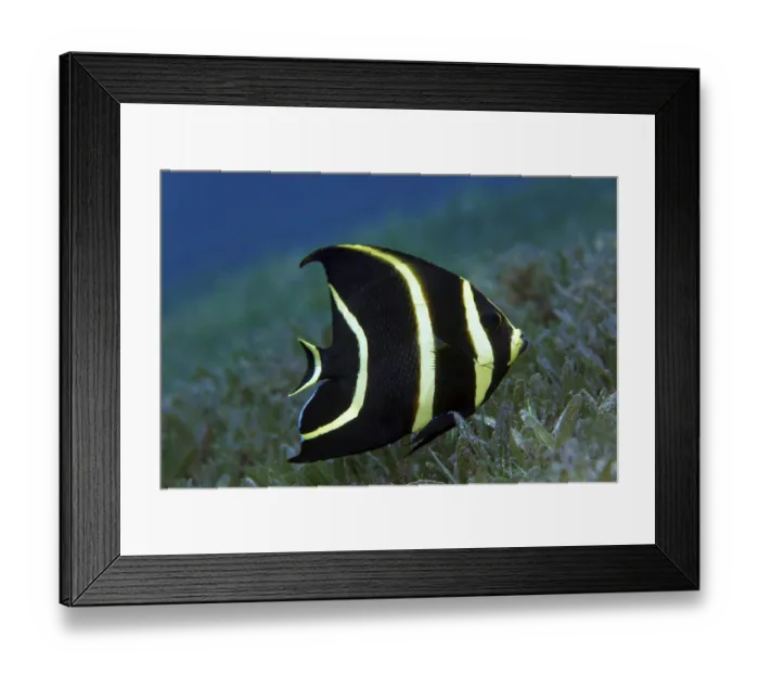 Framed Print : French Angelfish (Pomacanthus paru)