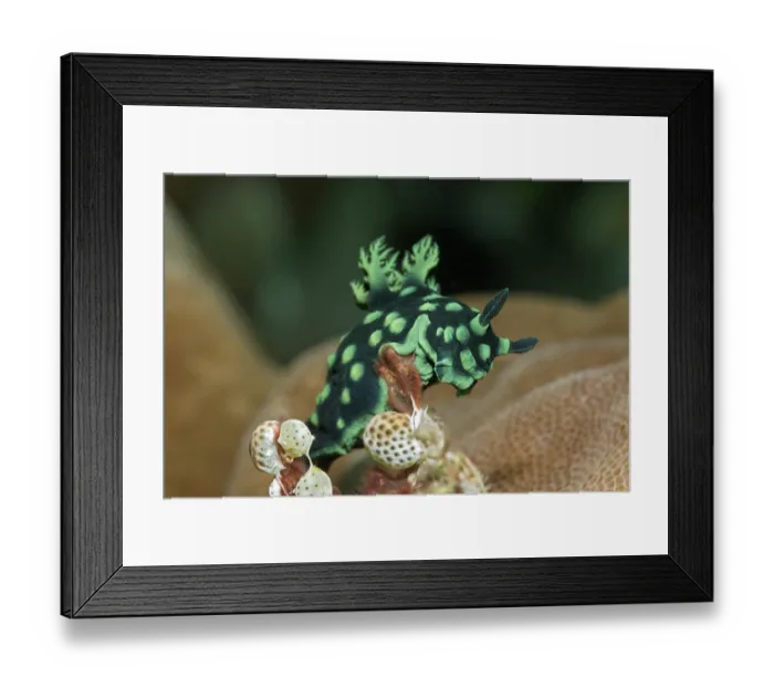Framed Print : Variable neon slug (Nembrotha kubaryana)