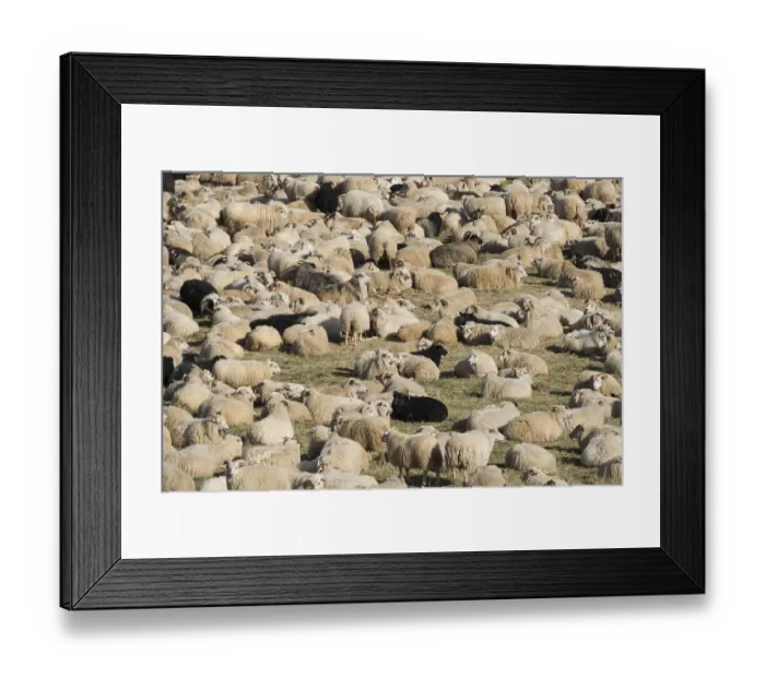 Framed Print : Sheep (Ovis aries) in a pen, sheep drive or Rettir