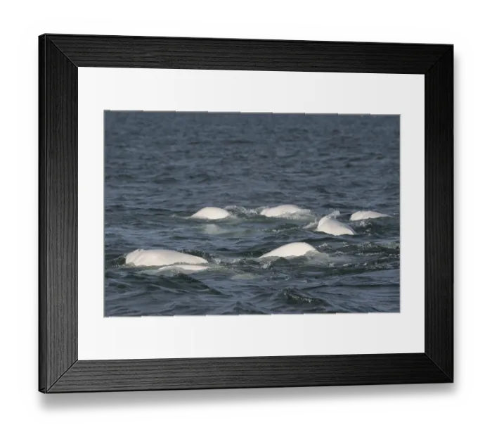 Framed Print : Group of belugas, beluga whales (Delphinapterus leucas) Framed Print : Group of belugas, beluga whales (Delphinapterus leucas)