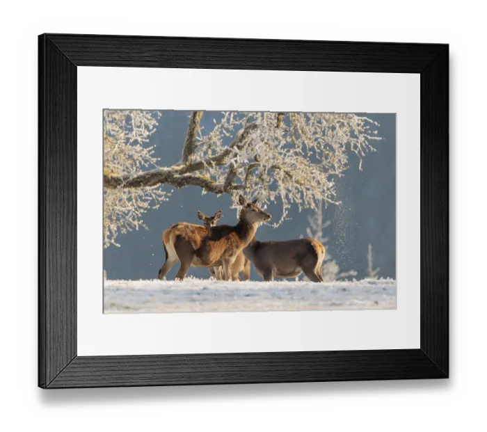 Framed Print : Three female red deer (Cervus elaphus)