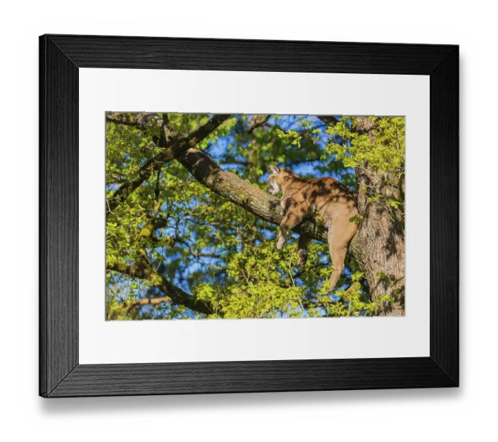 Framed Print : One adult cougar, Puma concolor Framed Print : One adult cougar, Puma concolor