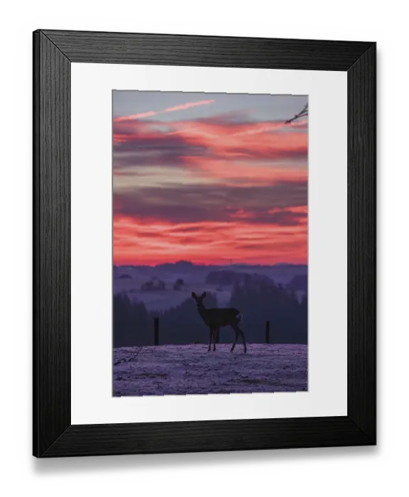 Framed Print : A female roe deer (Capreolus capreolus) stands in a meadow after a very cold night and waits for the sun to rise Framed Print : A female roe deer (Capreolus capreolus) stands in a meadow after a very cold night and waits for the sun to rise