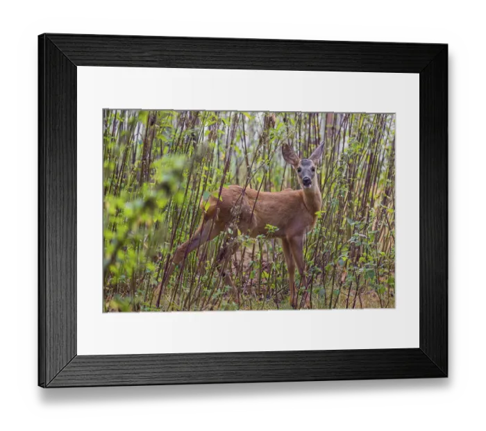 Framed Print : A roe deer fawn (Capreolus capreolus) stands in a nettle thicket and eats the leaves