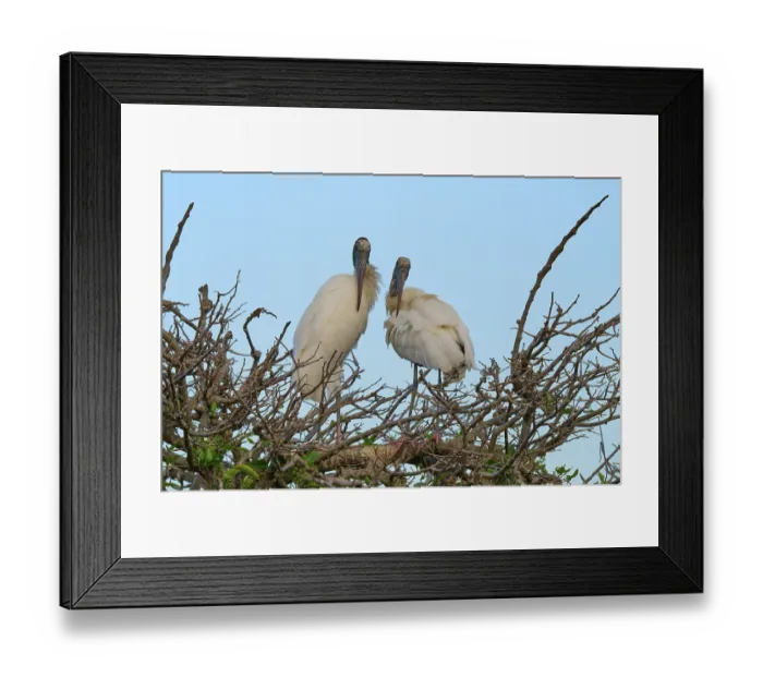 Framed Print : Two wood storks (Mycteria americana)
