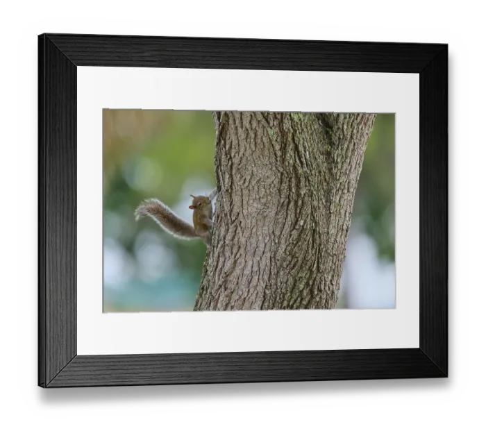 Framed Print : American grey squirrel (Sciurus carolinensis) Framed Print : American grey squirrel (Sciurus carolinensis)
