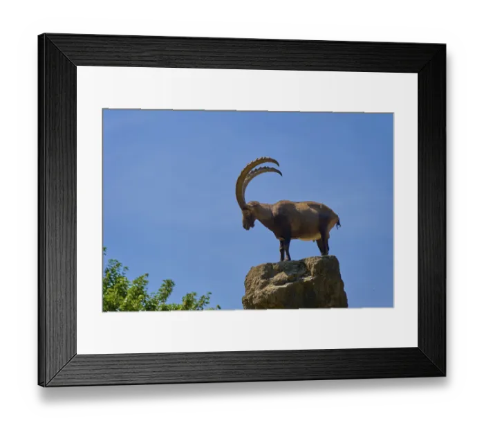 Framed Print : An ibex (Capra ibex), standing majestically on a rock in front of a blue sky Framed Print : An ibex (Capra ibex), standing majestically on a rock in front of a blue sky