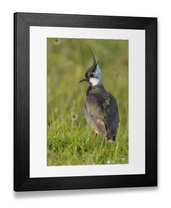 Framed Print : Northern lapwing (Vanellus vanellus)