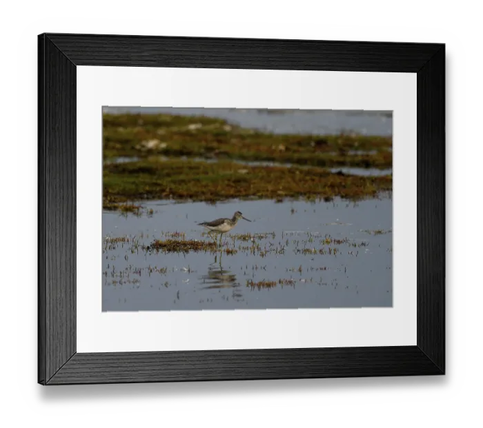 Framed Print : Common greenshank (Tringa nebularia) standing in shallow water