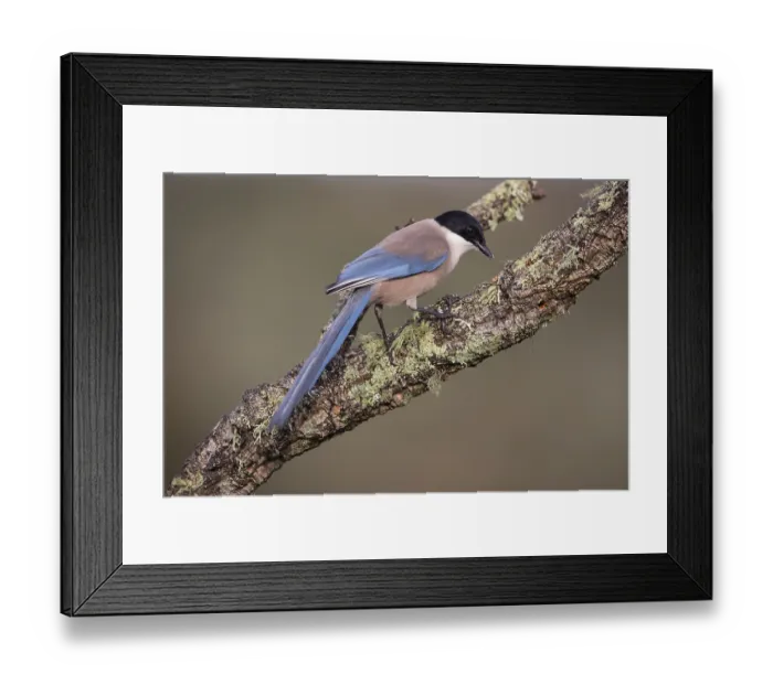 Framed Print : Azure-winged magpie (Cyanopica cyana) on cork oak branch Framed Print : Azure-winged magpie (Cyanopica cyana) on cork oak branch