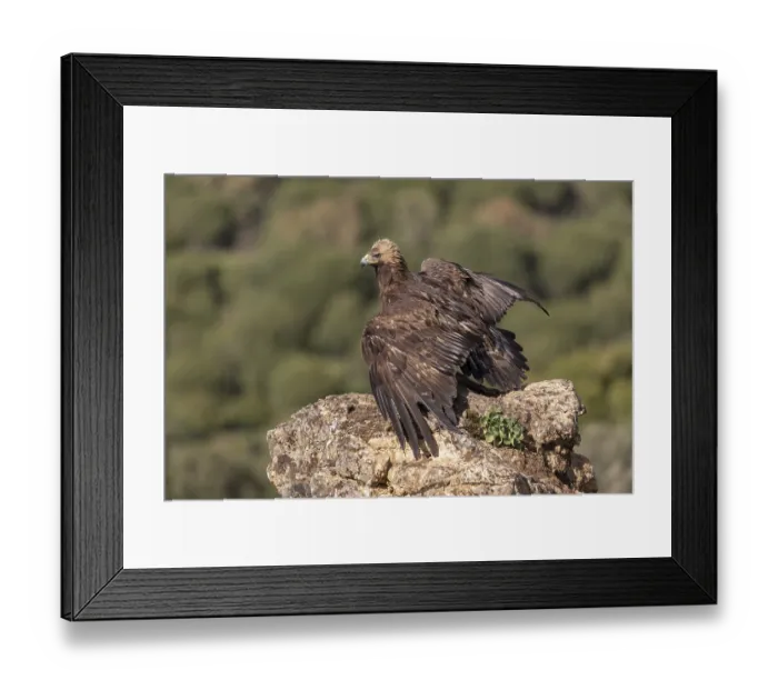 Framed Print : Golden eagle (Aquila chrysaetos) spreads wings
