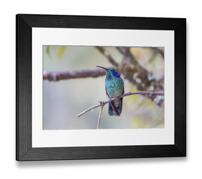 Framed Print : Mexican violetear (Colibri thalassinus)