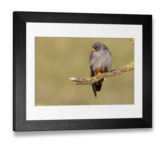 Framed Print : Red-footed falcon (Falco vespertinus) Framed Print : Red-footed falcon (Falco vespertinus)