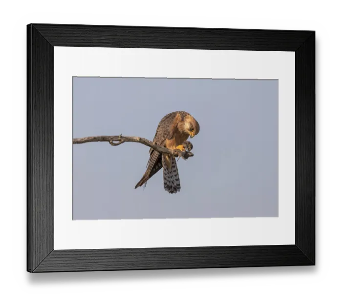 Framed Print : Red-footed falcon (Falco vespertinus) Framed Print : Red-footed falcon (Falco vespertinus)