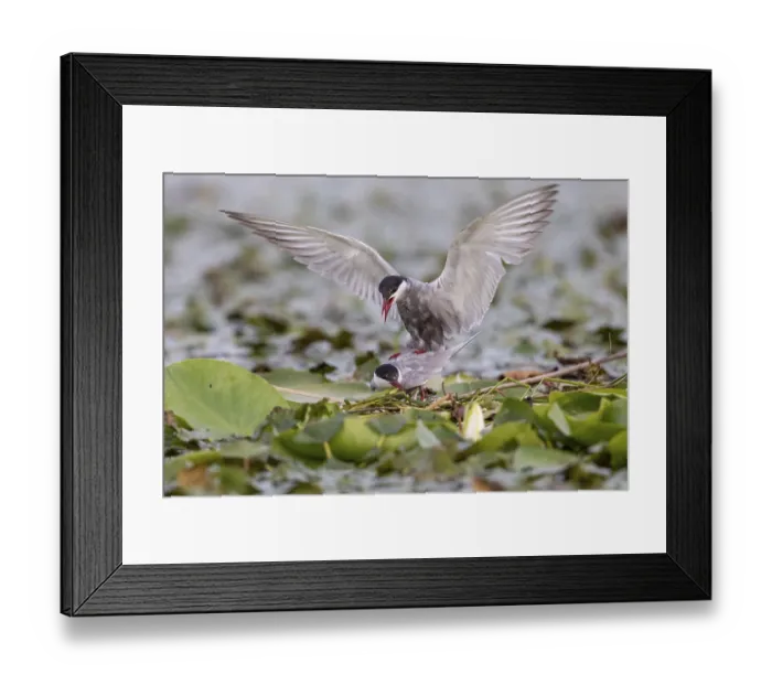 Framed Print : Two White-bearded Terns (Chlidonias hybridus) Framed Print : Two White-bearded Terns (Chlidonias hybridus)
