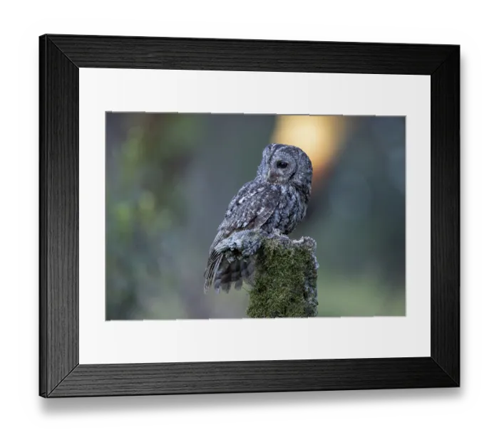 Framed Print : Tawny Owl (Strix aluco), Caceres Province Framed Print : Tawny Owl (Strix aluco), Caceres Province