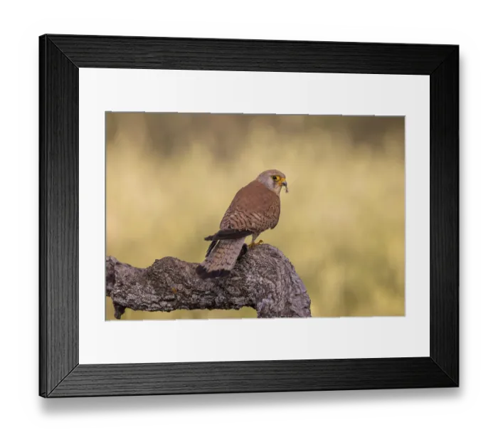 Framed Print : Lesser kestrel (Falco naumanni)