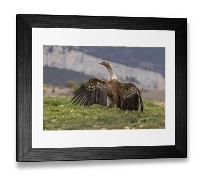 Framed Print : Griffon vulture (Gyps fulvus), on the ground with wings spread