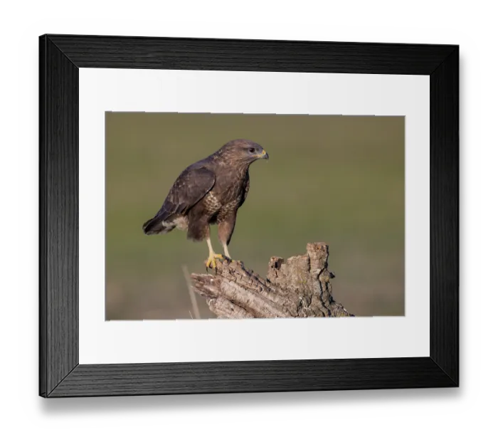 Framed Print : Steppe buzzard (Buteo buteo), on root Framed Print : Steppe buzzard (Buteo buteo), on root