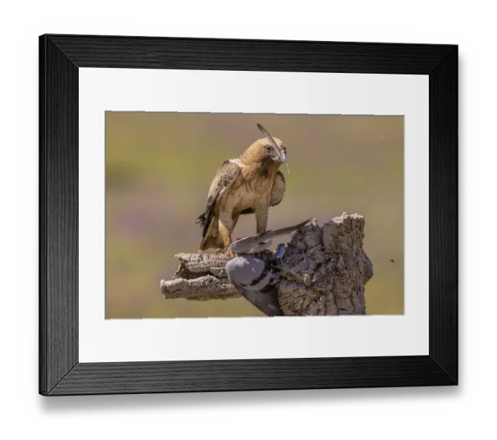 Framed Print : Booted eagle (Aquila pennata), light morph Framed Print : Booted eagle (Aquila pennata), light morph