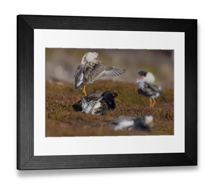 Framed Print : Ruff (Philomachus pugnax), courtship display Framed Print : Ruff (Philomachus pugnax), courtship display
