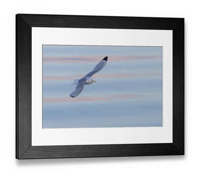 Framed Print : Kittiwake (Rissa tridactyla) flying in the harbour Framed Print : Kittiwake (Rissa tridactyla) flying in the harbour