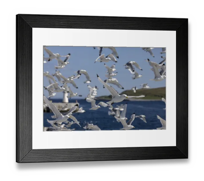 Framed Print : Kittiwakes (Rissa tridactyla), flying group Framed Print : Kittiwakes (Rissa tridactyla), flying group