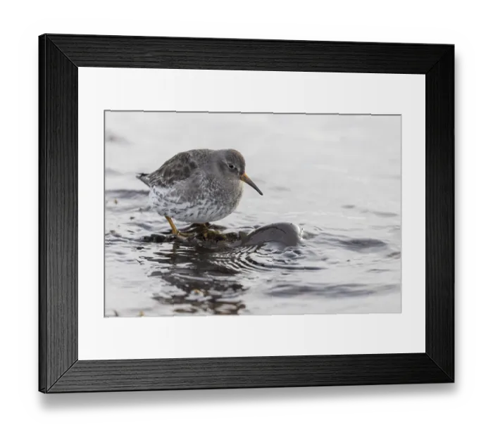 Framed Print : Purple Sandpiper (Calidris maritima)
