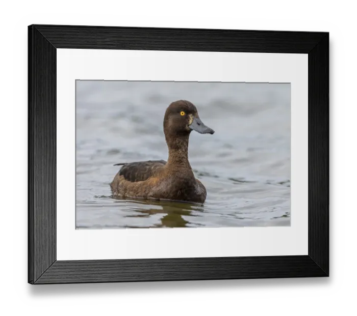 Framed Print : Tufted duck (Aythya fuligula), female Framed Print : Tufted duck (Aythya fuligula), female