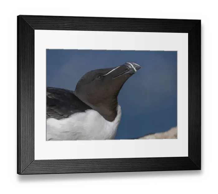 Framed Print : Razorbill (Alca torda), Rock, portrait
