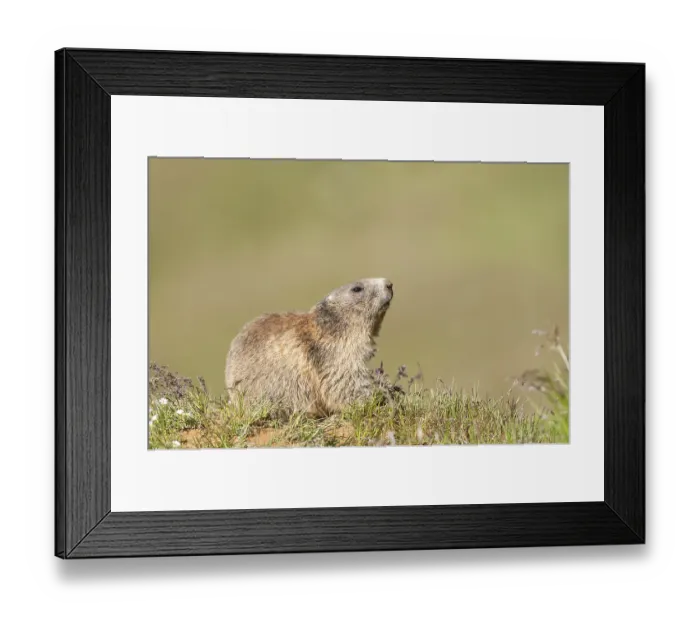 Framed Print : Alpine Marmot (Marmota marmota)